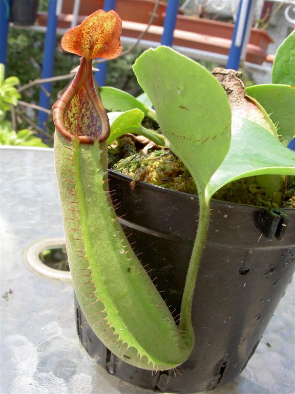 Nepenthes truncata Lowland